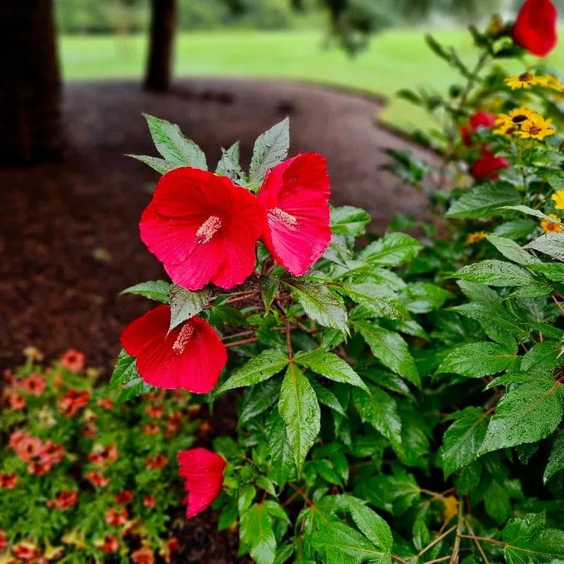 Red Hibiscus