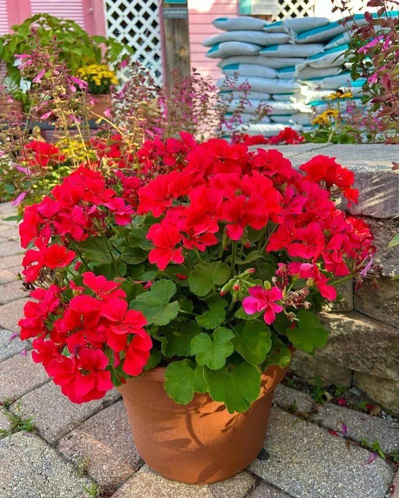 Red Geranium