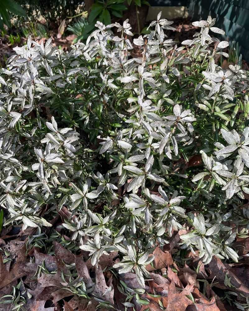 Sarcococca