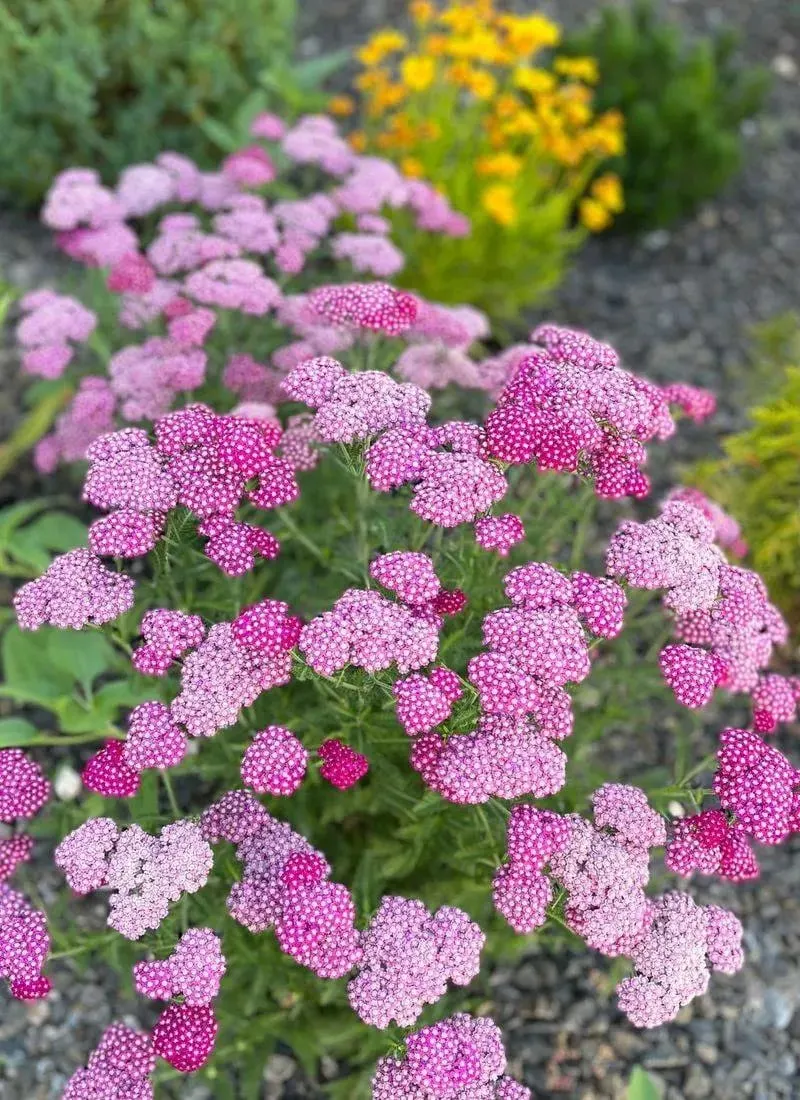 Yarrow