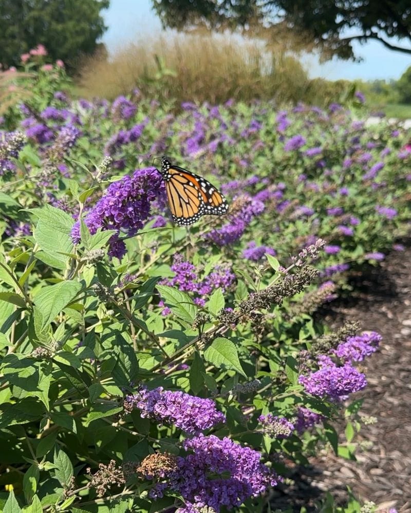 Butterfly Bush