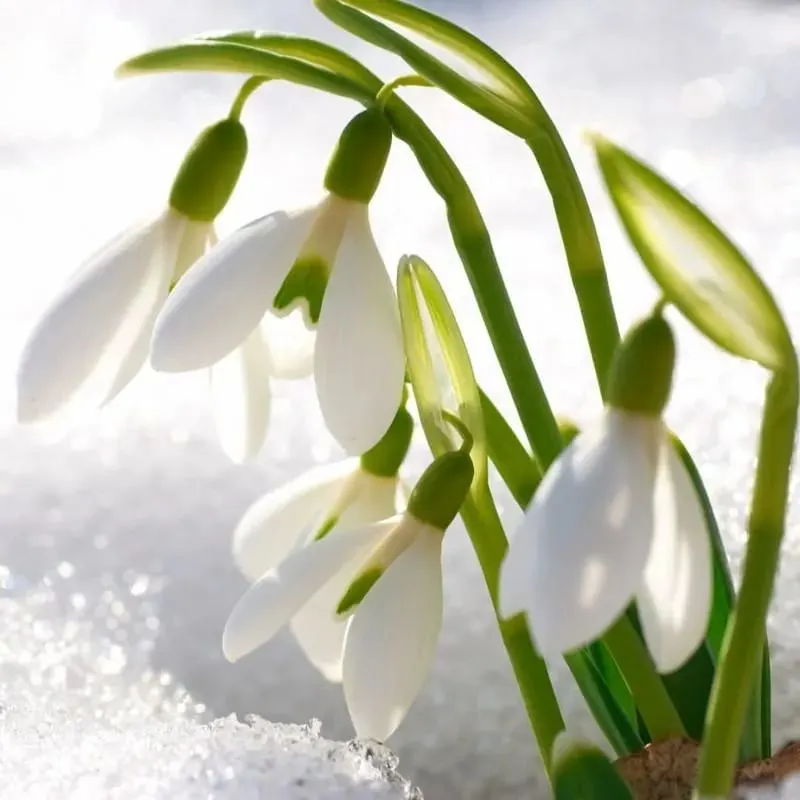 Snowdrops