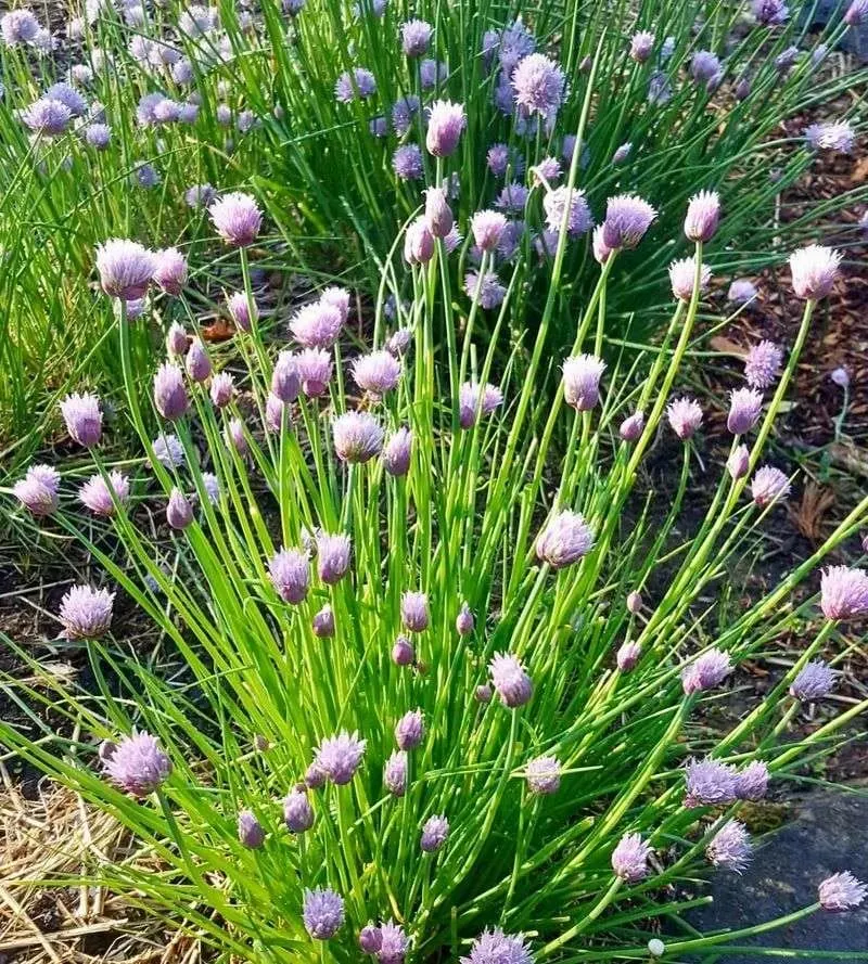 Chives