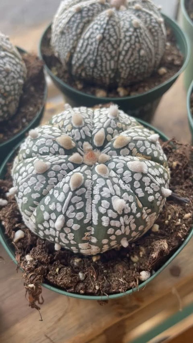 Sea Urchin Cactus (Astrophytum asterias)