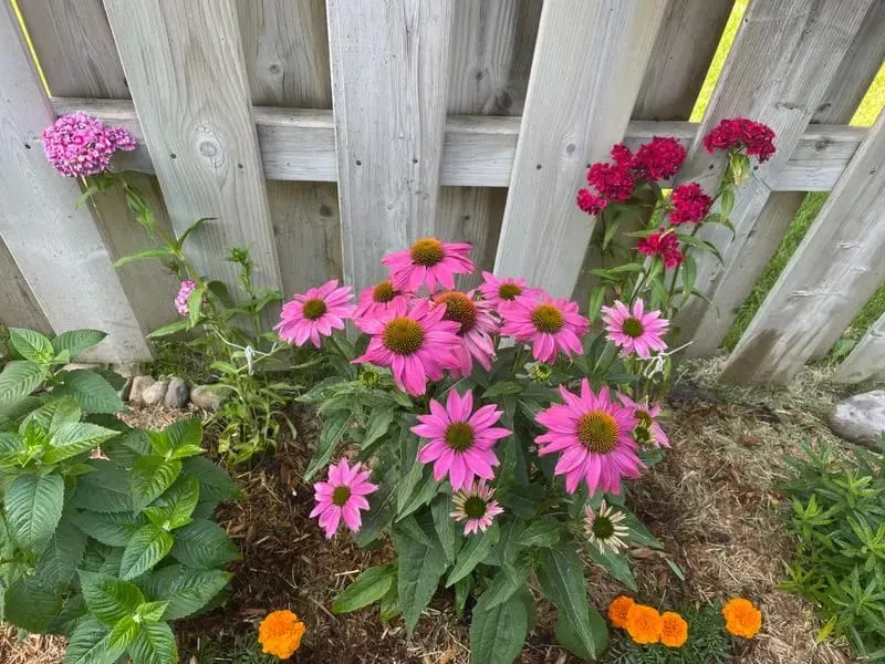 Echinacea