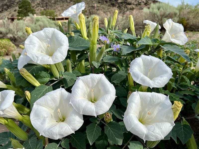 Datura