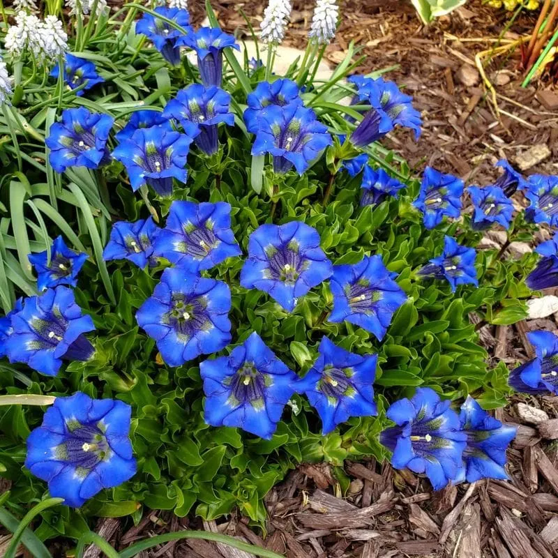 Gentiana acaulis (Trumpet Gentian)