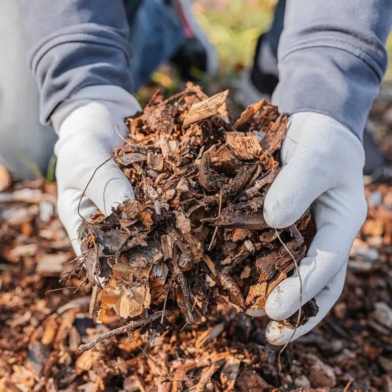 Pinecone Mulch