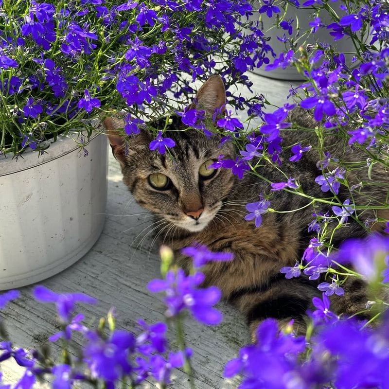 Trailing Lobelia