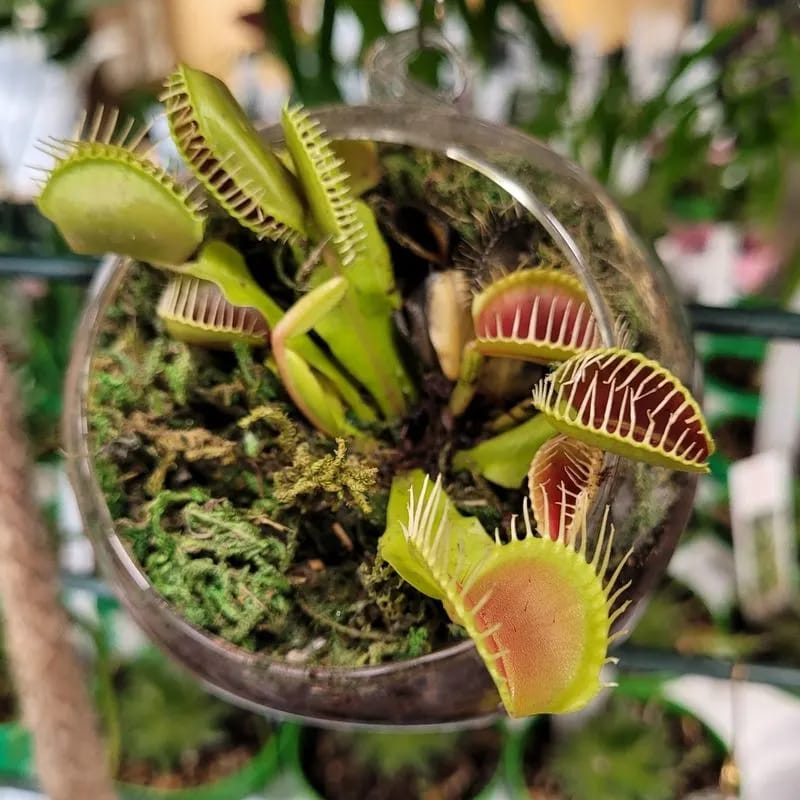 Venus Flytrap