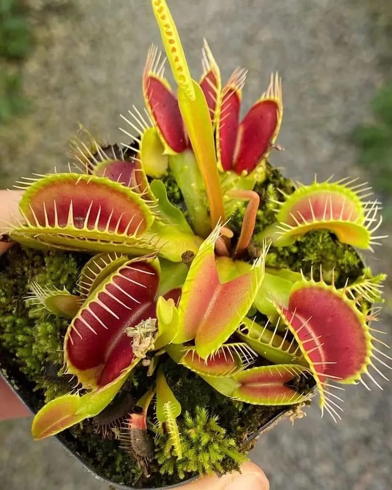 Venus Flytrap