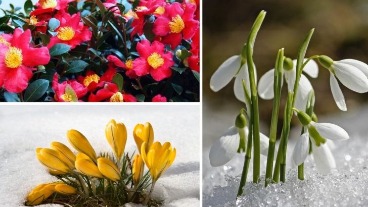 11 vergessene Winterblumen, die einen Platz in Ihrem Garten verdienen