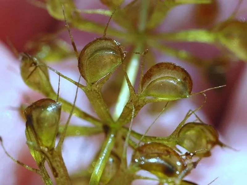 Waterwheel Plant