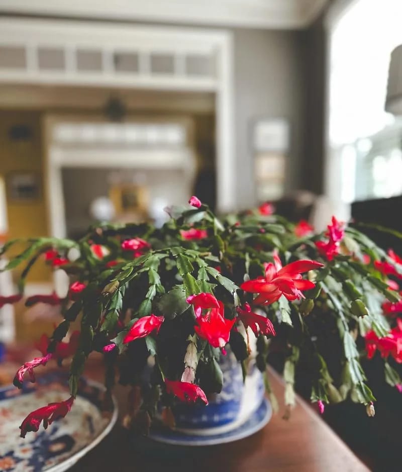 Christmas Cactus