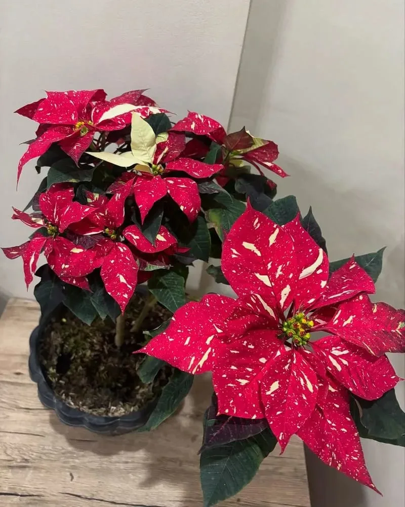 Poinsettia