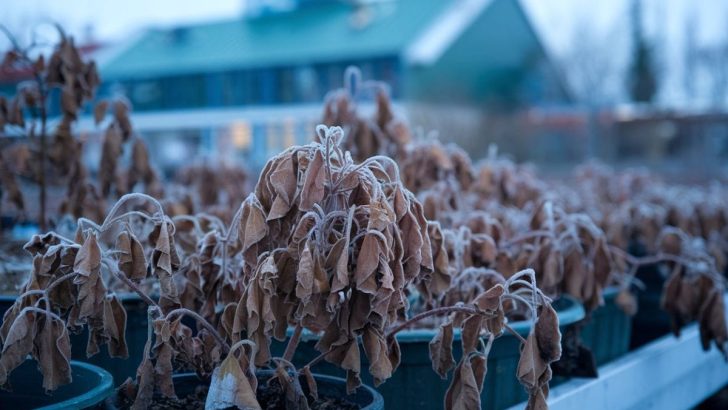 Wie man frostgeschädigte Pflanzen wiederbelebt, bevor sie endgültig verloren sind