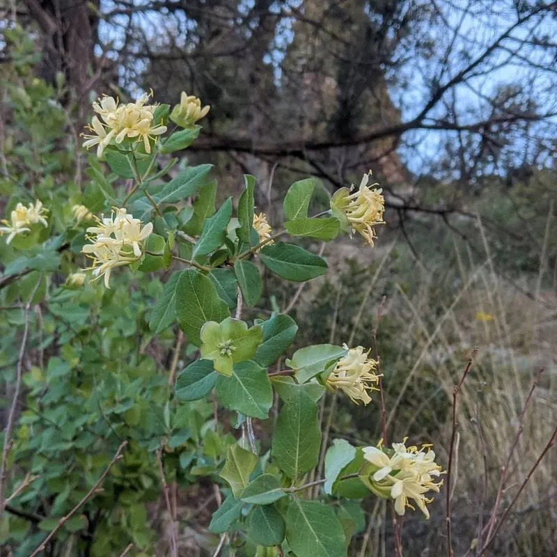 Winter Honeysuckle