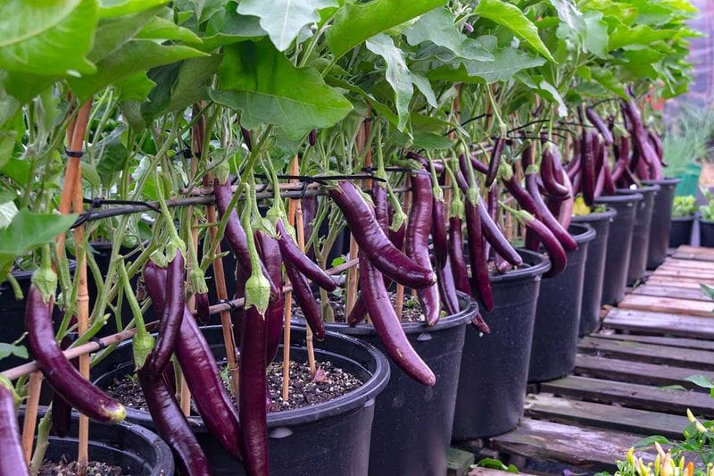 Eggplants