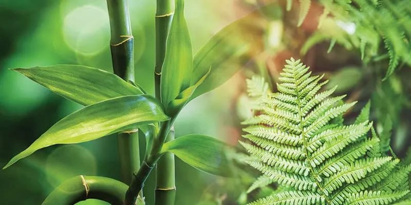 Bathroom: Fern and Bamboo