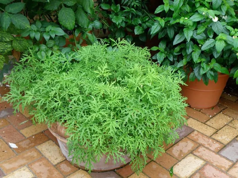 Citronella