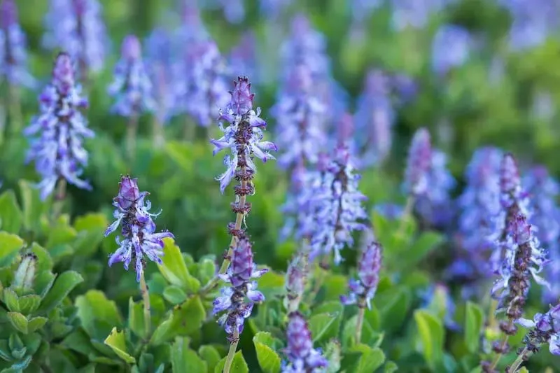 Coleus Canina