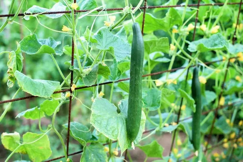 Cucumbers