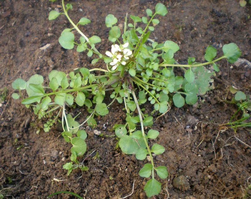 Invasive Weed Seeds