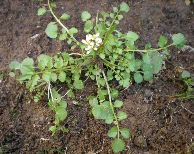 Invasive Weed Seeds