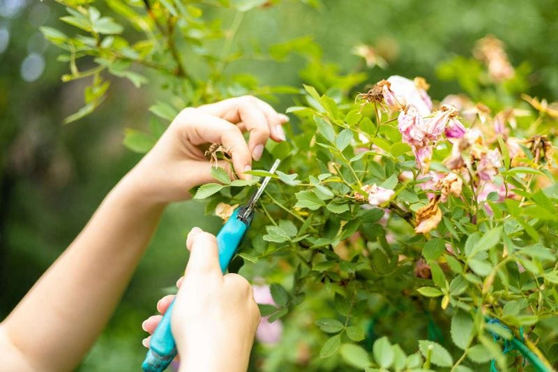 June - Pruning and Deadheading