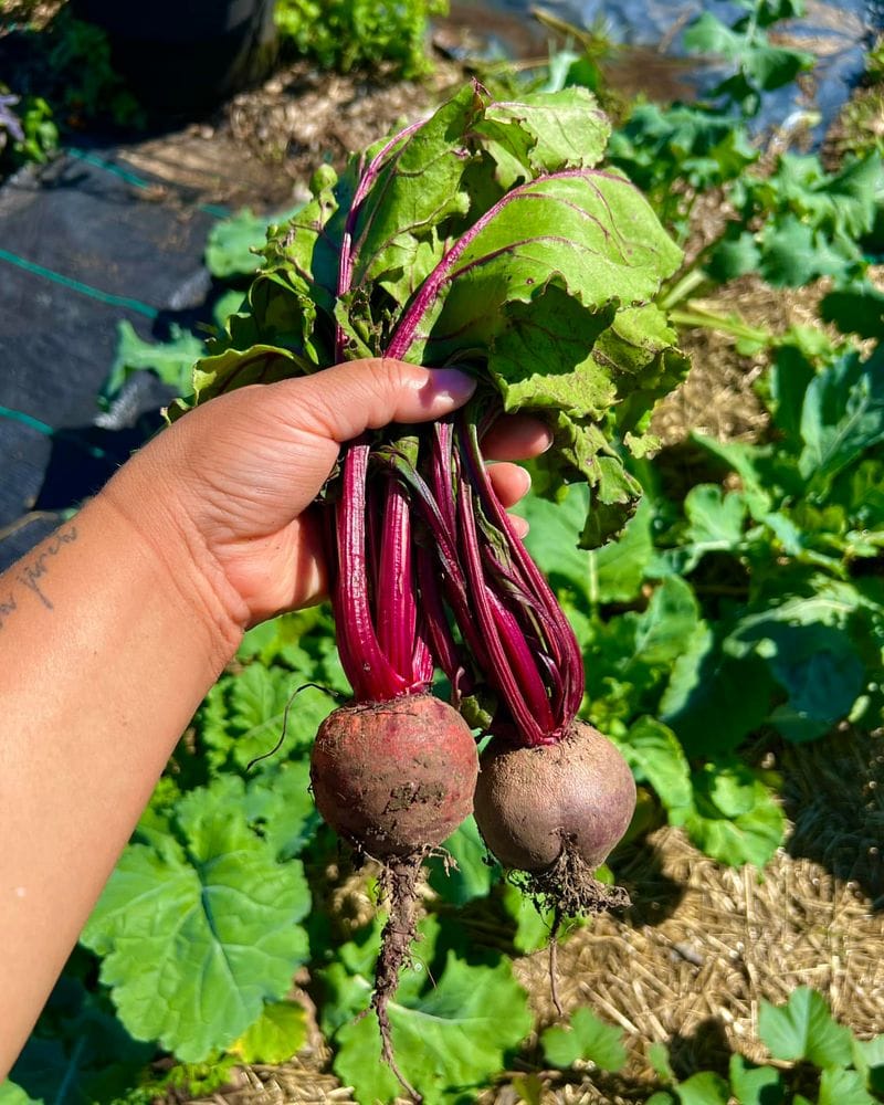 Beets