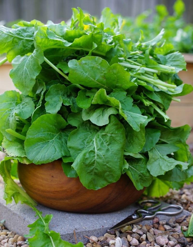 Arugula