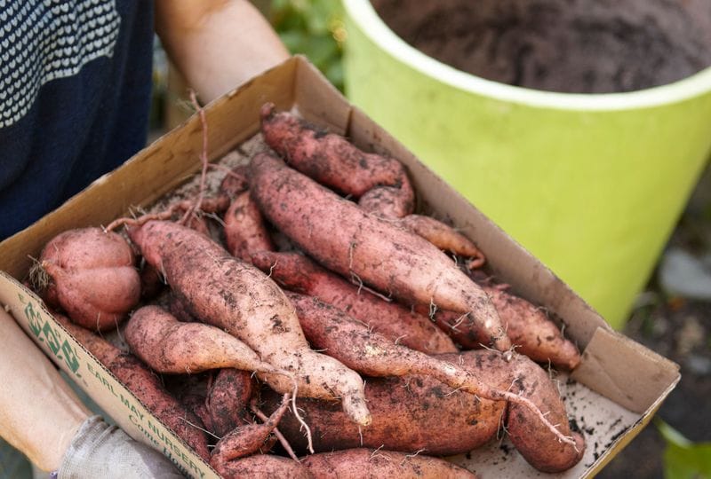 Sweet Potatoes