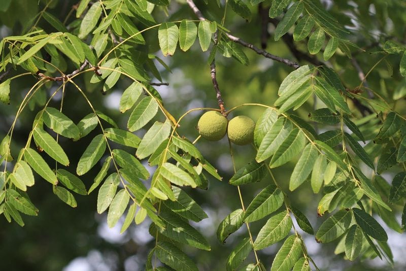 Black Walnut Leaves