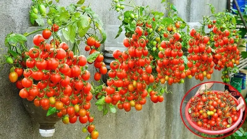 Tomatoes