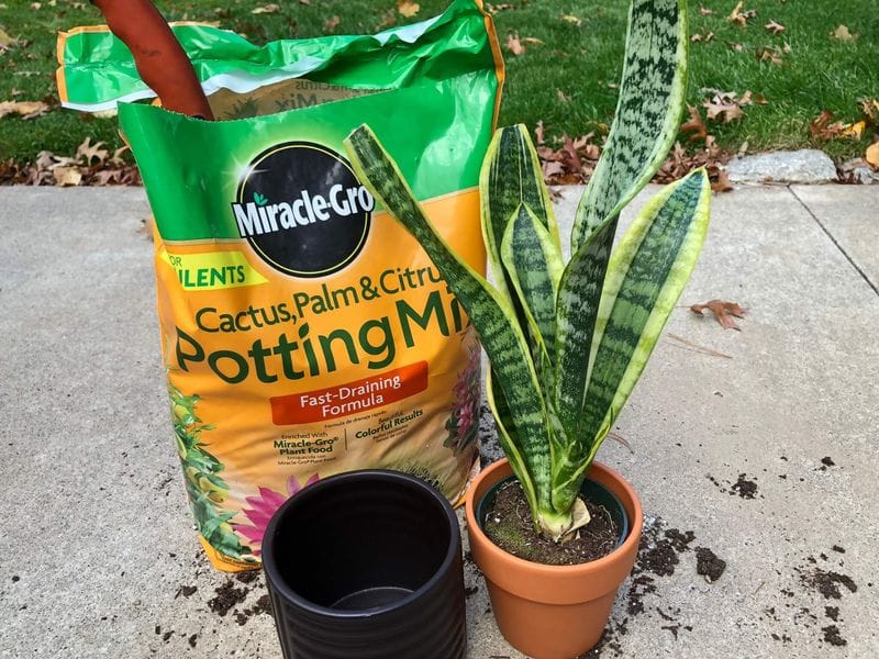 Repotting Strategy