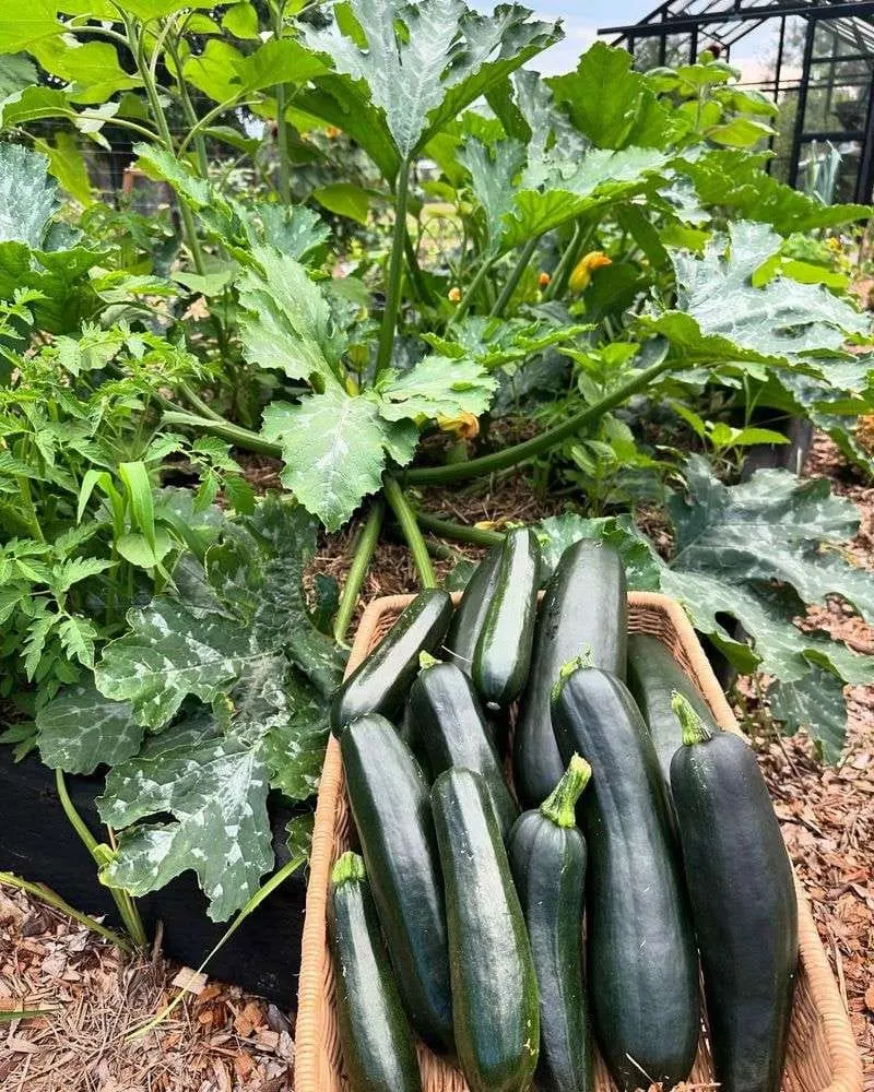 Zucchini