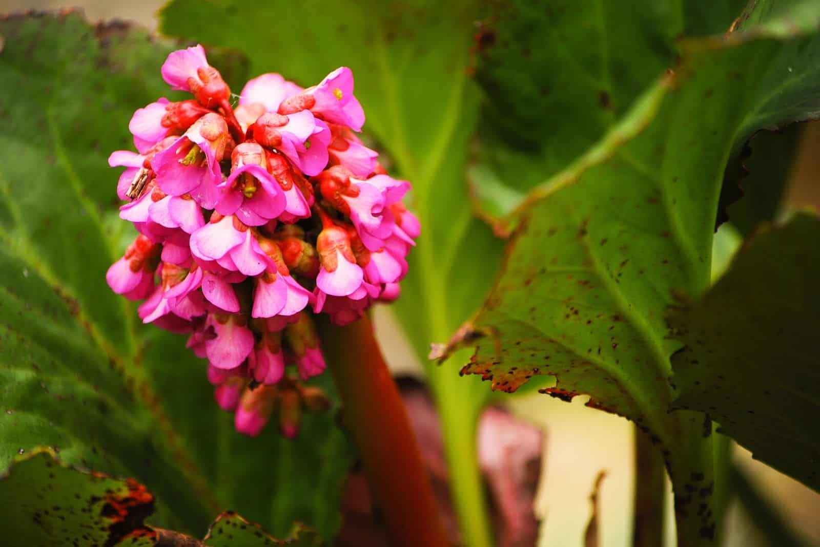 flowers of the beautiful Bergenia flower