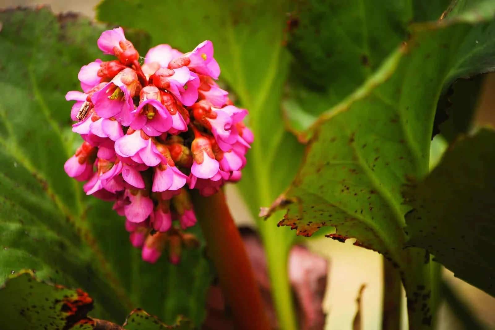 flowers of the beautiful Bergenia flower