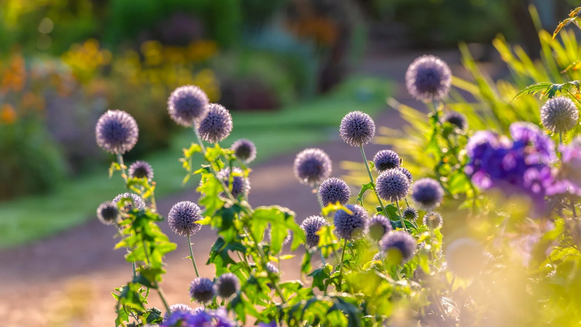 globe thistle plant