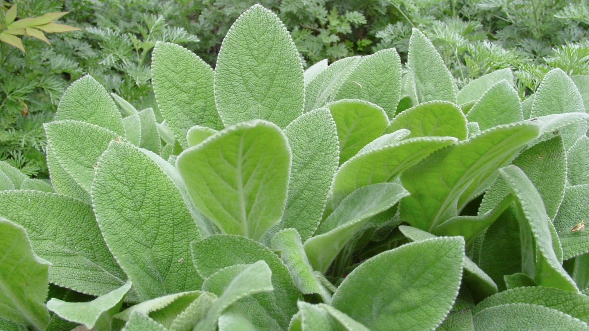 lamb's ear plant