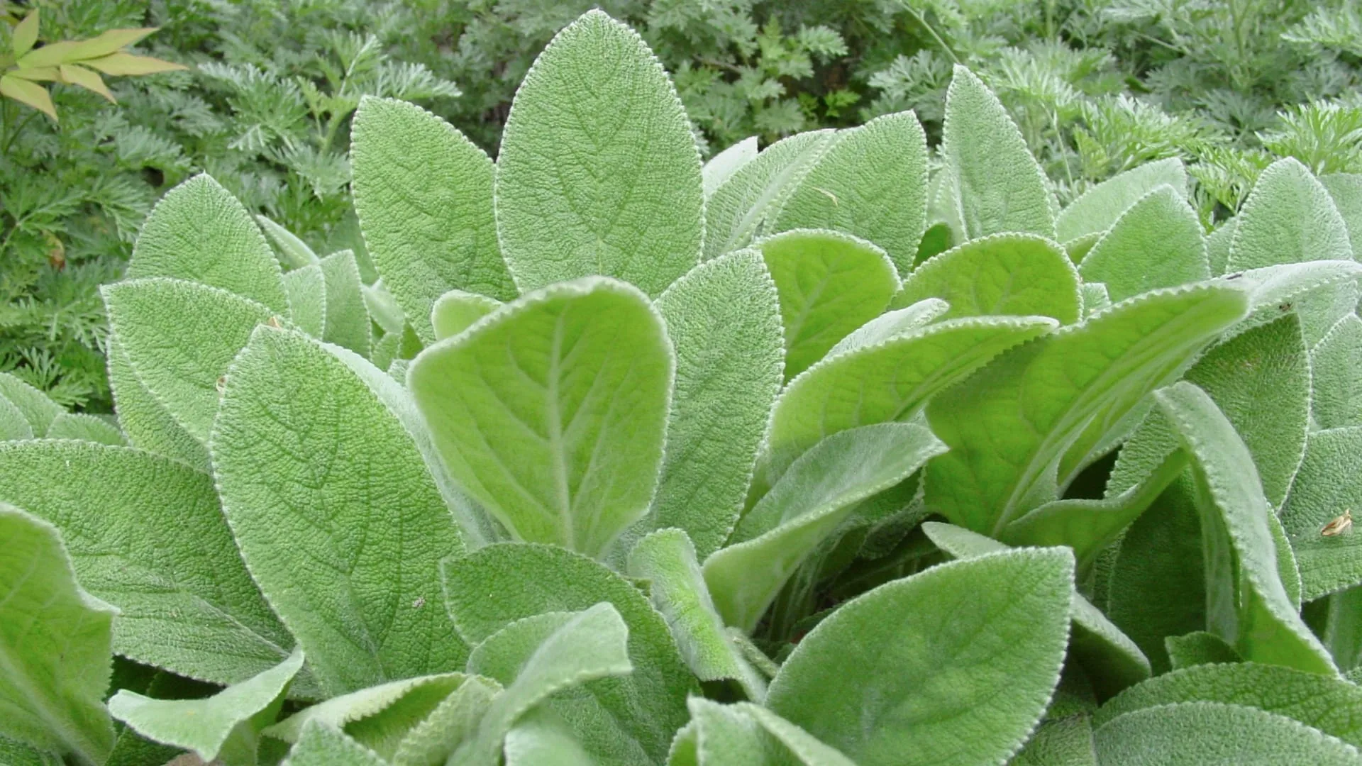 lamb's ear plant