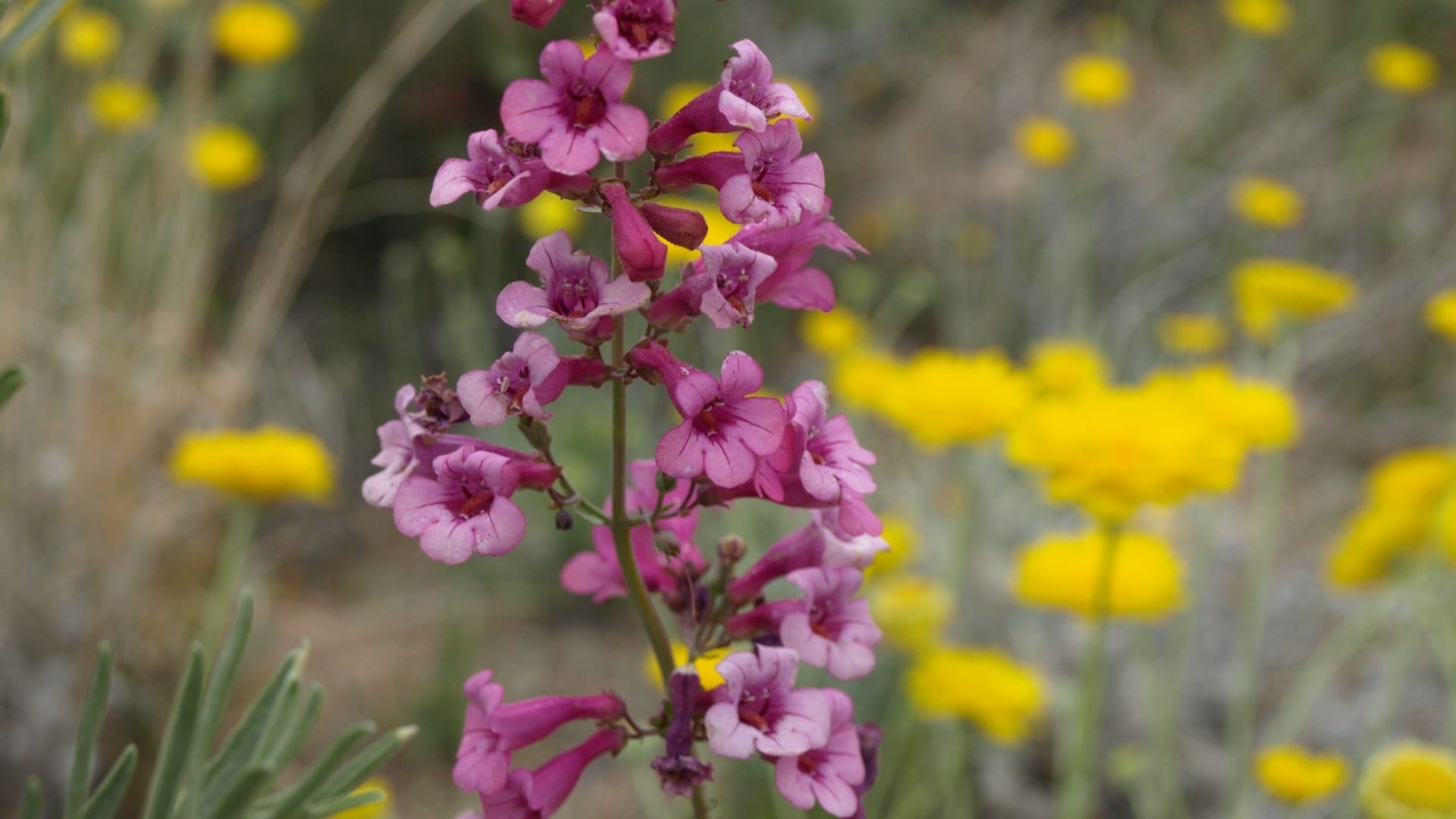 purple penstemon flower cluster