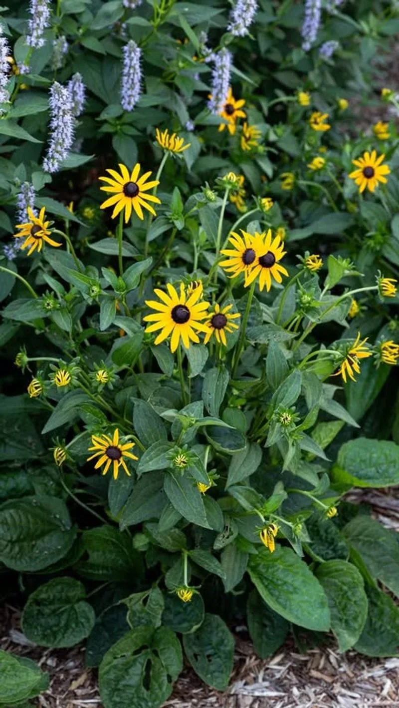 Black-eyed Susan
