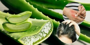 was-aloe-vera-für-ihren-körper-tut-warum-die-ägypter-sie-als-pflanze-der-unsterblichkeit-bezeichneten