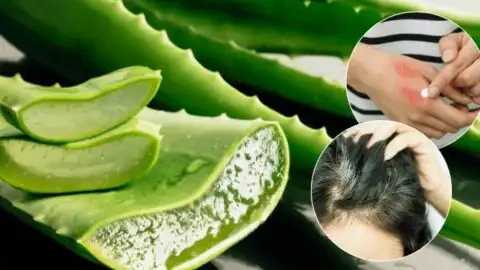 Was Aloe Vera für Ihren Körper tut: Warum die Ägypter sie als Pflanze der Unsterblichkeit bezeichneten