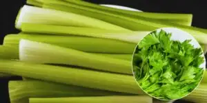 wenn-sie-eine-woche-lang-jeden-tag-sellerie-essen-kann-ihr-k-rper-von-diesen-14-gesundheitlichen-vorteilen-profitieren