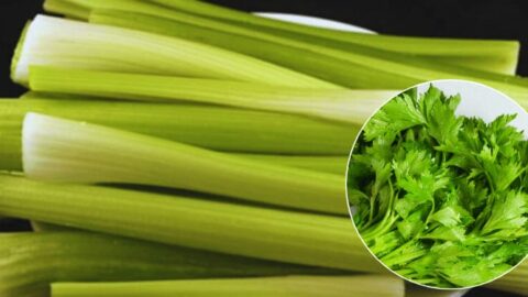 Wenn Sie eine Woche lang jeden Tag Sellerie essen, kann Ihr Körper von diesen 14 gesundheitlichen Vorteilen profitieren