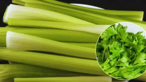 Wenn Sie eine Woche lang jeden Tag Sellerie essen, kann Ihr Körper von diesen 14 gesundheitlichen Vorteilen profitieren