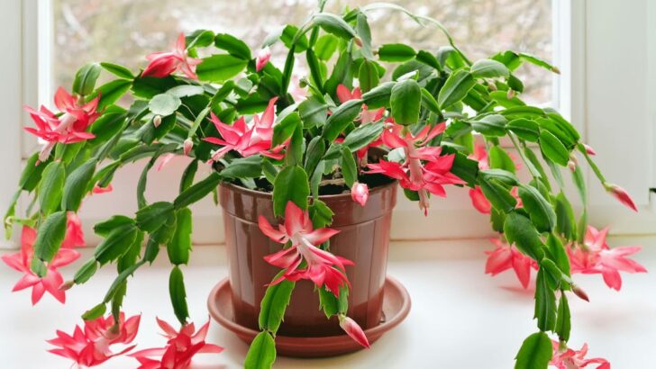 Wie und wann man einen Weihnachtskaktus beschneidet